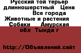 Русский той-терьер длинношерстный › Цена ­ 7 000 - Все города Животные и растения » Собаки   . Амурская обл.,Тында г.